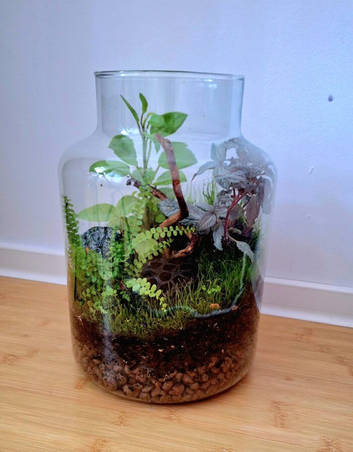 TERARIU DESCHIS CU PLANTE NATURALE - imagine 1